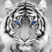 the white tiger